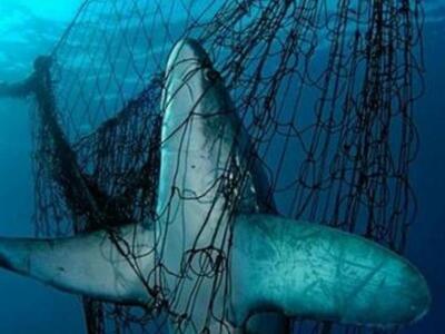 WWF: Η μισή σχεδόν θαλάσσια ζωή έχει εξαφανιστεί!