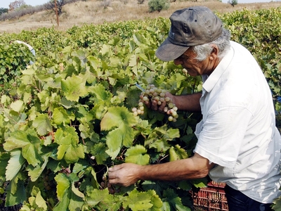 "Ετοιμοπόλεμοι" οι αμπελουργοί...