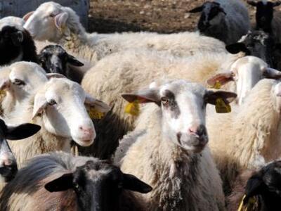 Πρωτότυπο κολιέ στα πρόβατα θα προειδοπο...