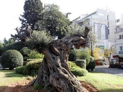 Αχαϊα: Οι υπεραιωνόβιες ελιές που ...μετ...