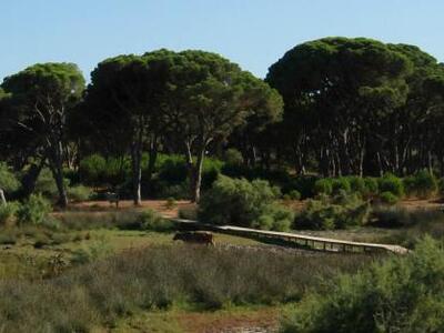 Σαμαραίικα: Το "Βατοπαίδι" της...