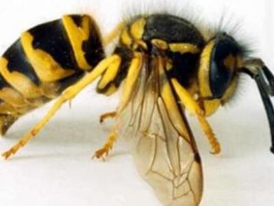 Ηλεία: Έπεσε σε κώμα μετά από τσίμπημα σφήκας!