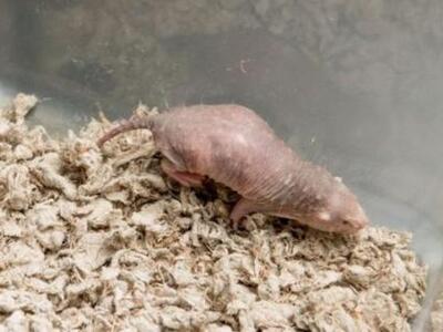 Μυστικό «όπλο» για τον καρκίνο από τον τ...