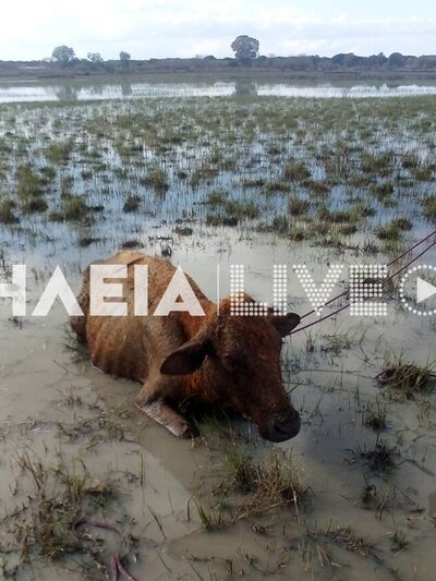Π.Υ. Λεχαινών και 6η ΕΜΑΚ διέσωσαν αγελάδα που είχε κολλήσει σε βάλτο - ΦΩΤΟ