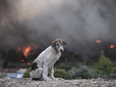 Πάτρα: Έκκληση για εθελοντές στην Πλάζ -...
