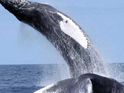 Τα μεγαλύτερα ζώα είναι λιγότερα ευάλωτα...