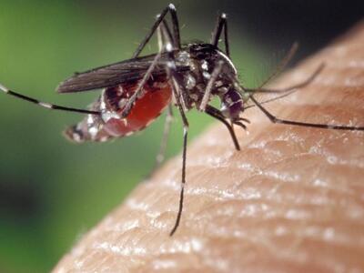 Πόσα κουνούπια μπορεί να θρέψει ένας άνθ...