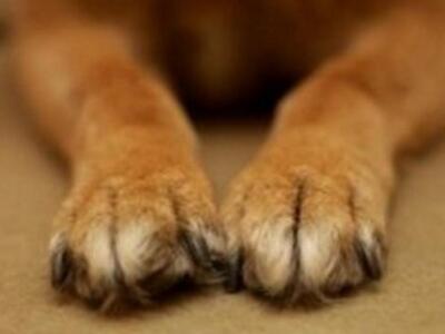 Αιτωλοακαρνανία:Δηλητηρίασαν με φόλα σκύ...