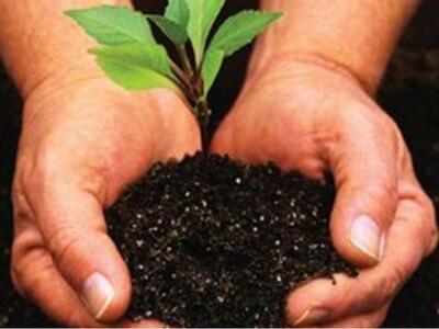 Πάτρα: Εθελοντική δενδροφύτευση την Κυρι...