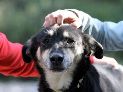 Κατοικίδια ζώα: Αγάπη ή αναγκαιότητα; Έρ...