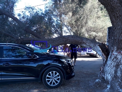 Ηλεία: Δέντρο καταπλάκωσε ΙΧ αυτοκίνητο 