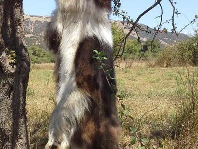 Καλάβρυτα: Φρικτές εικόνες κοντά στη  μα...