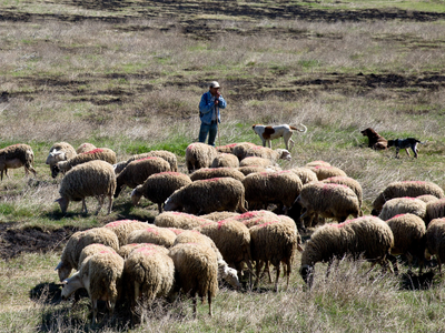 Δυτική Αχαΐα: Σαρώνει η ευλογιά των προβ...