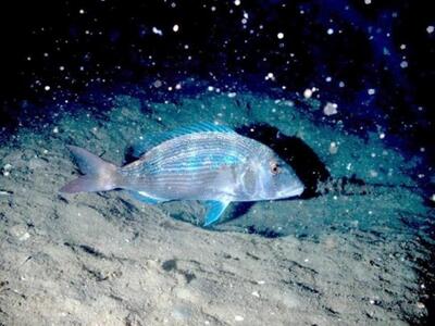 ΦΩΤΟ ΒΑΓΓΕΛΗΣ ΔΕΡΜΑΤΑΣ