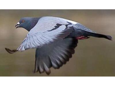 ΠΑΤΡΑ: Από τον Αννα στον Καΐαφα για ένα ...