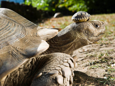 Βρετανία: Η γηραιότερη χελώνα στον κόσμο...