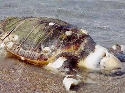 Αστακός: Δυο νεκρές χελώνες καρέτα - καρέτα
