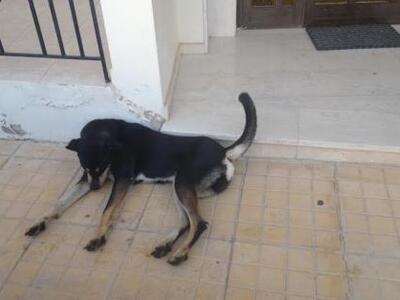 Πάτρα: Αδέσποτα κινδυνεύουν περιφερόμενα...