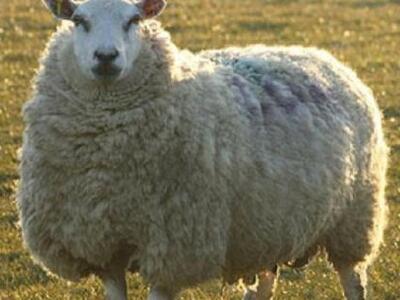 Αγρίνιο: Κτηνοτρόφος έκανε σεξ με πρόβατ...