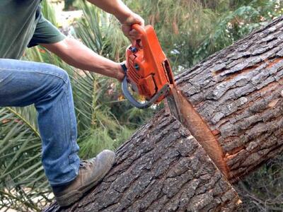 Πάτρα:Κοπή δέντρων στην Αγυιά, θέσεις στ...