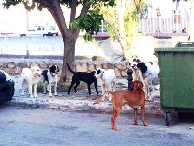 Ομαδική δηλητηρίαση σκυλιών στη Ζάκυνθο