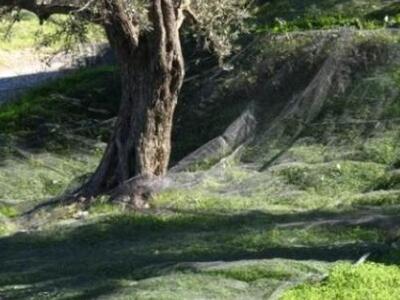 Το λάδι ... λαδάκι, θα πει η Κρήτη