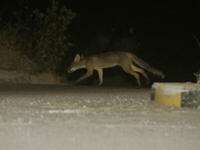 Πύργος: Μικρή αλεπού εγκλωβίστηκε σε σχολείο!