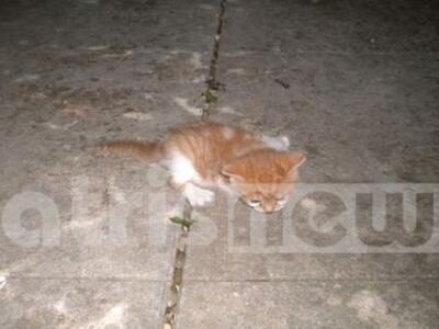 Αμαλιάδα: Επιχείρηση απεγκλωβισμού... γά...