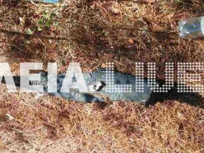 Ηλεία: Bρέθηκε στουπί σε πευκοβελόνες, στις Ράχες