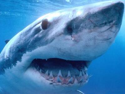 Καλιφόρνια: Κολυμβητής γλίτωσε από λευκό...