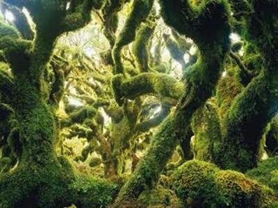 Πάτρα:Ξεκίνησε σήμερα η έκθεση «Το δάσος...