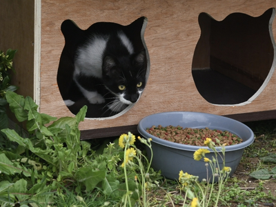 Πάτρα: Νέα σπιτάκια για τις αδέσποτες γά...