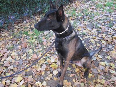 Πάτρα: Αυτός είναι ο Ρίκι που βρήκε τα ν...