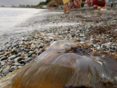 Τι λέει το Υπουργείο Περιβάλλοντος για τ...