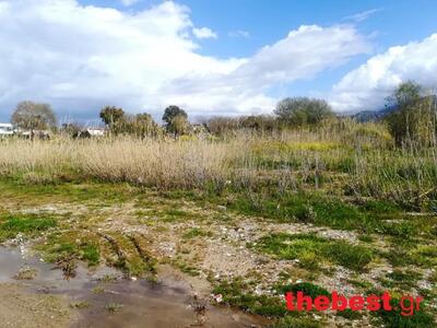 Τα καλάμια ξαναφύτρωσαν