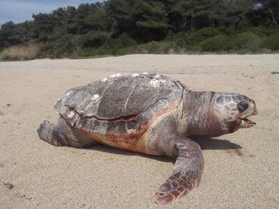 Χελώνες καρέτα - καρέτα εντοπίστηκαν νεκ...