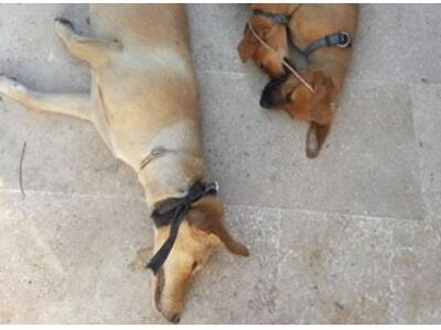 Βρήκαν το κτήνος που κρέμασε τα σκυλιά στο Ρέθυμνο