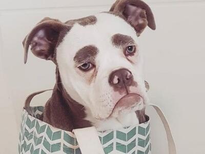 Η "Μαντάμ Φρύδια" είναι το πιο...