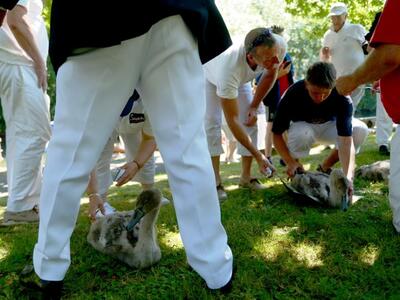 Επί πέντε ημέρες θα μετρούν τους κύκνους...