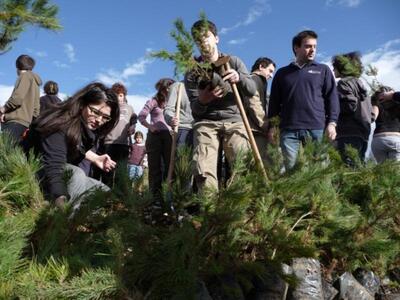 Αναδάσωση στον Ταϋγετο με φυτεύσεις ελάτης