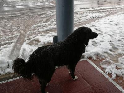 Αγρίνιο: Πυροβόλησε σκύλο με κυνηγετικό ...