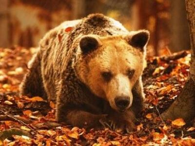 Πέθανε στο Νυμφαίο ο γηραιότερος αρκούδο...