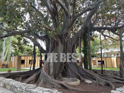 Το μεγαλύτερο και ομορφότερο δέντρο ΒΑΝΥ...