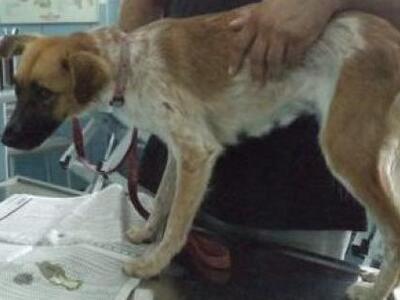 Σοκ στην Κρήτη: 14χρονος κάνει ηλεκτροσό...