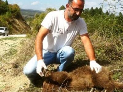 Θεσσαλονίκη: Νεκρό από τροχαίο ακόμη ένα αρκουδάκι