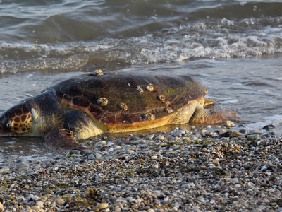 Πάτρα: Νεκρή θαλάσσια χελώνα στην παραλί...