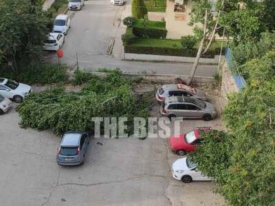 Πάτρα: Δέντρο έπεσε πάνω σε οχήματα στην...