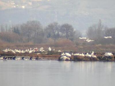 Μεσολόγγι: Eπιδρομή οπλοφόρου στην αποικ...