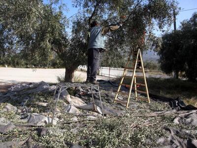 Δυτική Ελλάδα:Προσέξτε τις ελιές!Είναι α...