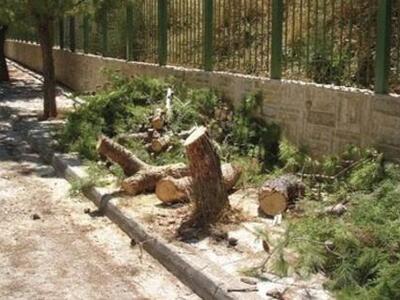 Πάτρα: Δεν θυμίζουν πια ...ζούγκλα τα σχ...